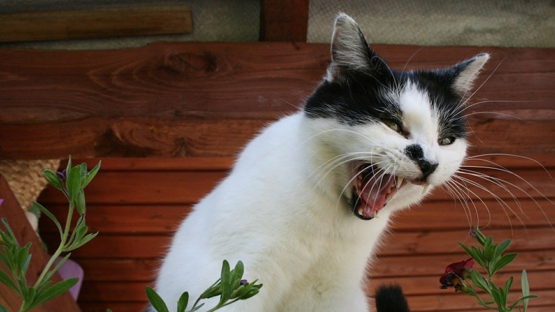 La insólita pelea: Una gata defiende a sus gatitos y ataca a un perro y su dueño