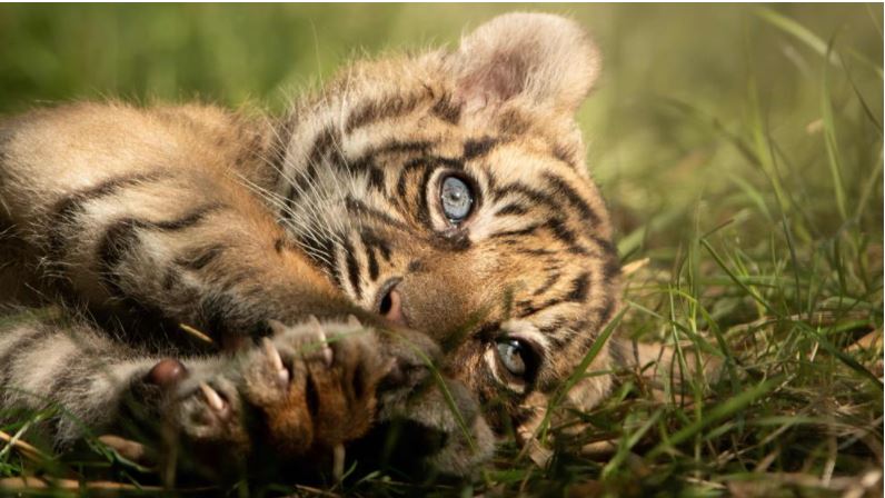 Pareja francesa compra por internet un lindo gatito, pero resultó ser un tigre de Sumatra