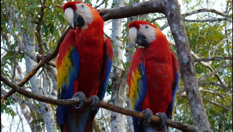 Así es la lucha por conservar la única población de guacamayas rojas en Petén  