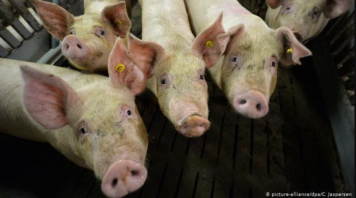 China detecta un nuevo brote de peste porcina africana en menos de tres meses