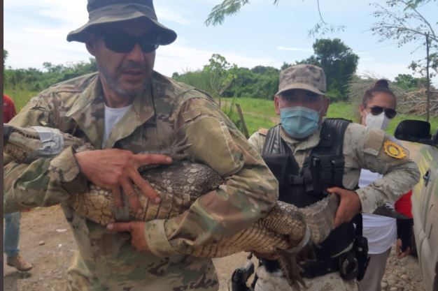 Liberan 304 animales silvestres, entre ellos 30 caimanes, rescatados del tráfico de especies
