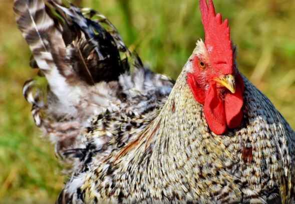 ¡Insólito! El día que un gallo de pelea mató a un policía durante una redada