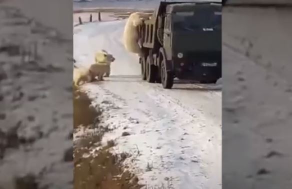 ¡Impresionante! Osos polares buscan comida en camión de basura