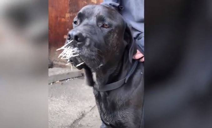 Perro sufre ataque de un puercoespín y video muestra cómo quedó