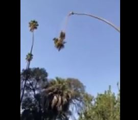 Trepó para cortar las ramas de una tambaleante palmera y se hizo viral