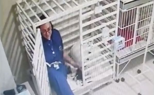 VIDEO: la veterinaria que lee cuentos a perritos de una clínica en Brasil
