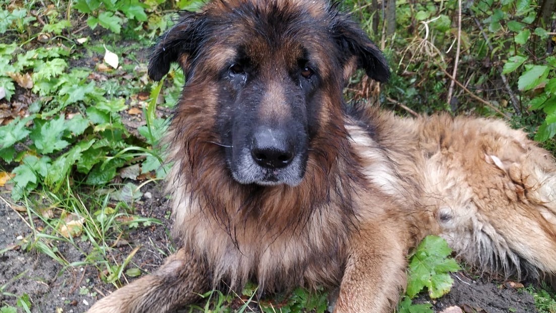 La triste historia del perrito que sobrevivió a una inyección letal y escapó de su tumba