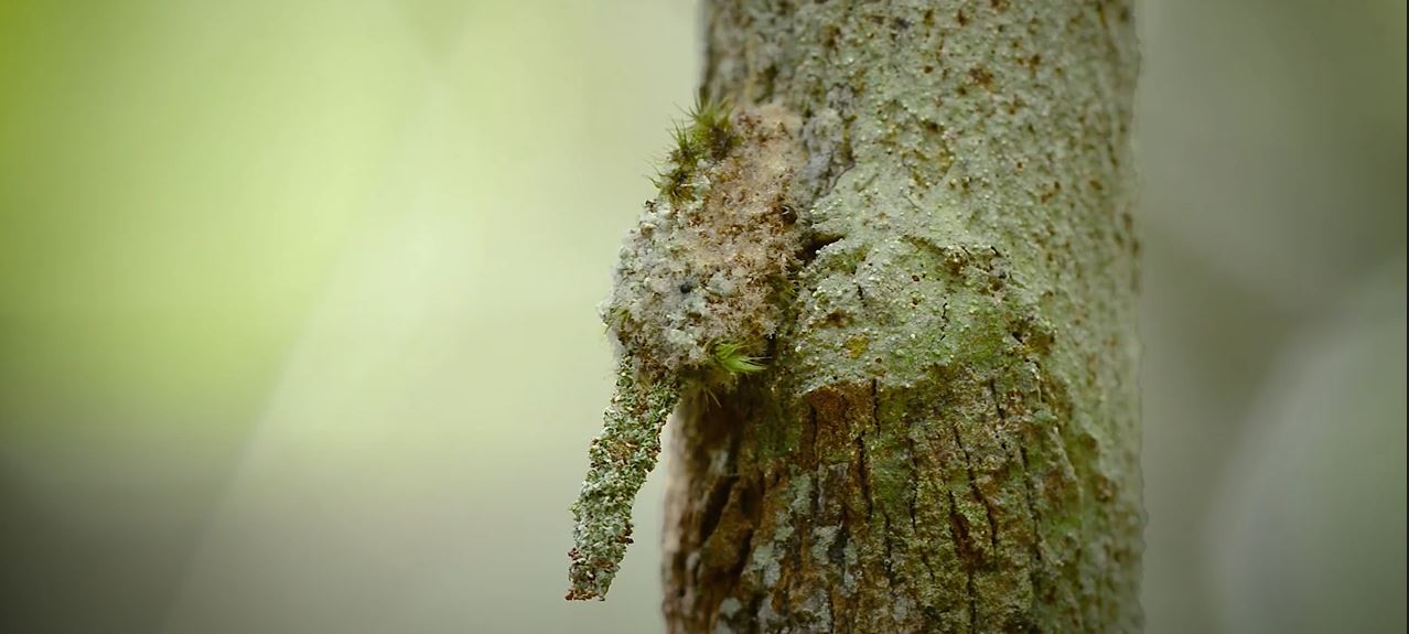 VIDEO: ¿Una rama cubierta de musgo? Fotógrafo encuentra una larva “maestra del camuflaje”