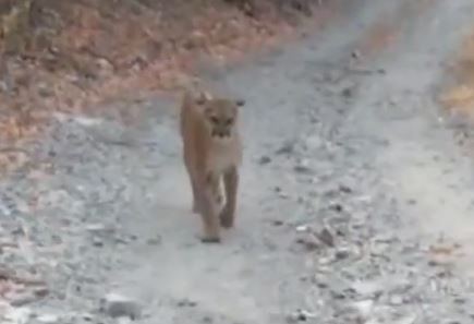 Puma
