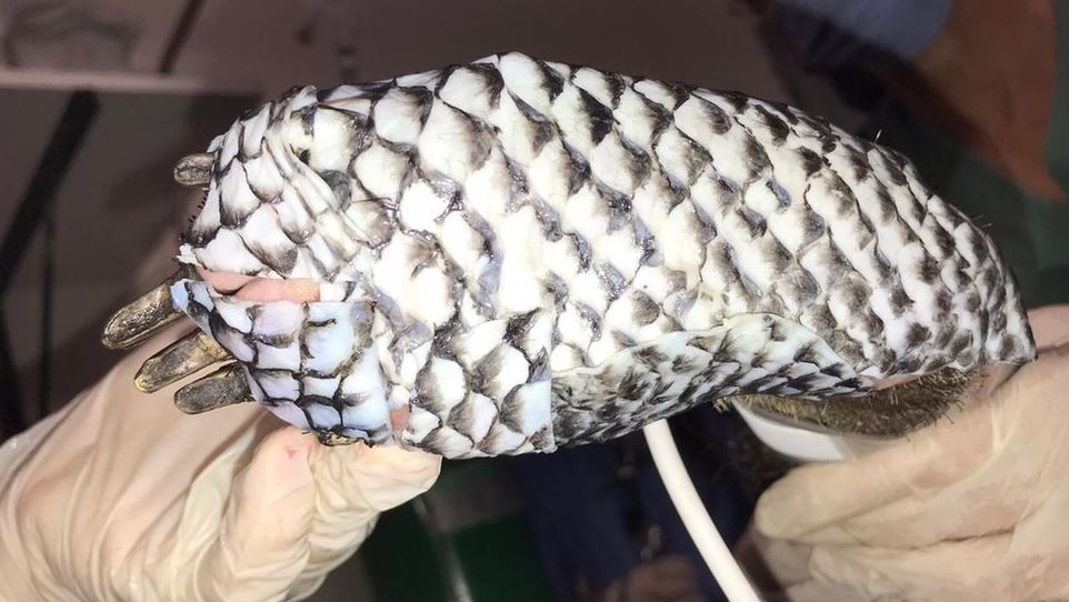 Incendios en Brasil: las extraordinarias imágenes de los animales quemados en Pantanal y tratados con piel de tilapia