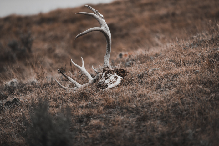 Los animales entienden la muerte más de lo que se pensaba