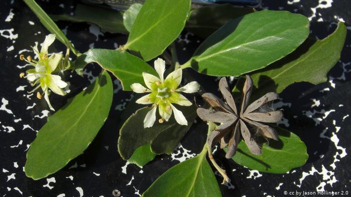 Árbol mapuche quillay contiene sustancias contra el coronavirus