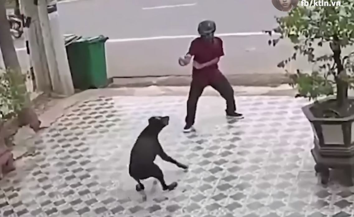 Al estilo Cobra Kai: hombre evita ataque de perros con artes marciales