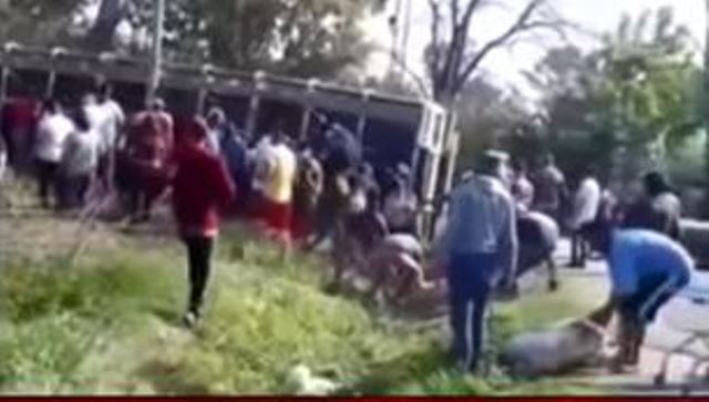 Video: Vecinos carnean cerdos en ruta luego de un accidente de camión en Argentina