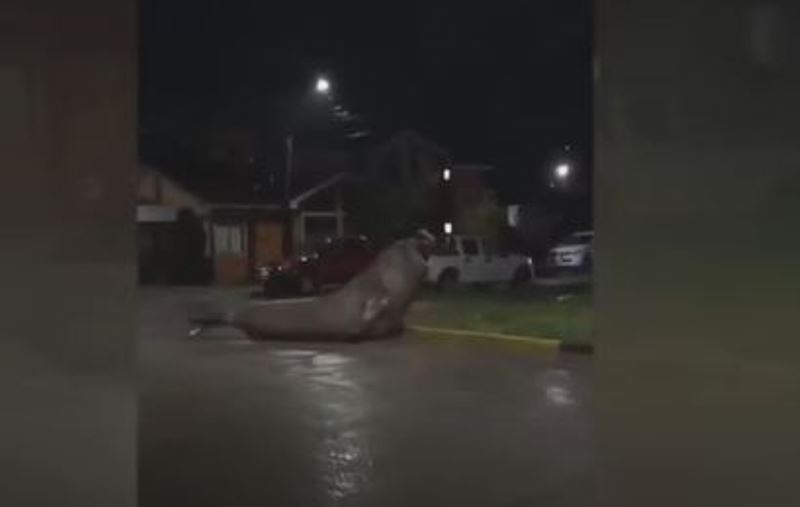 Video: “¿Disculpe, dónde queda la playa?” Elefante marino pasea por un barrio costero de Chile