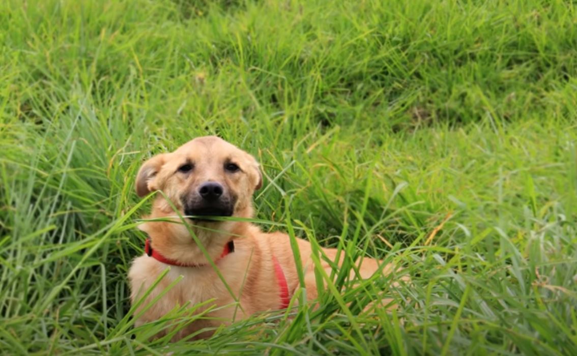 Indignante: envenenan a la perrita de la familia campesina que triunfa en YouTube