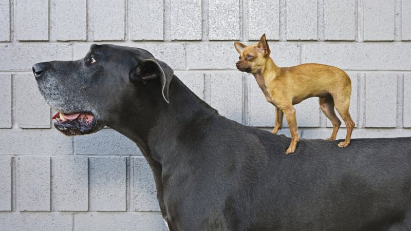 Perros de razas diferentes