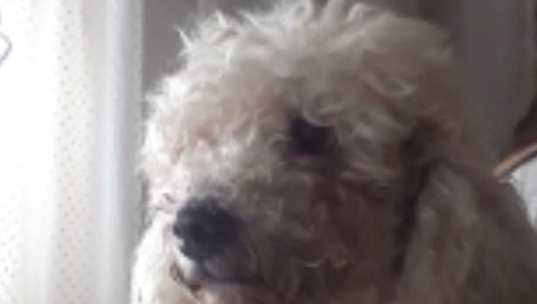 La tierna historia de Bonzo, el perro que no durmió por acompañar a su dueña que hacía tareas