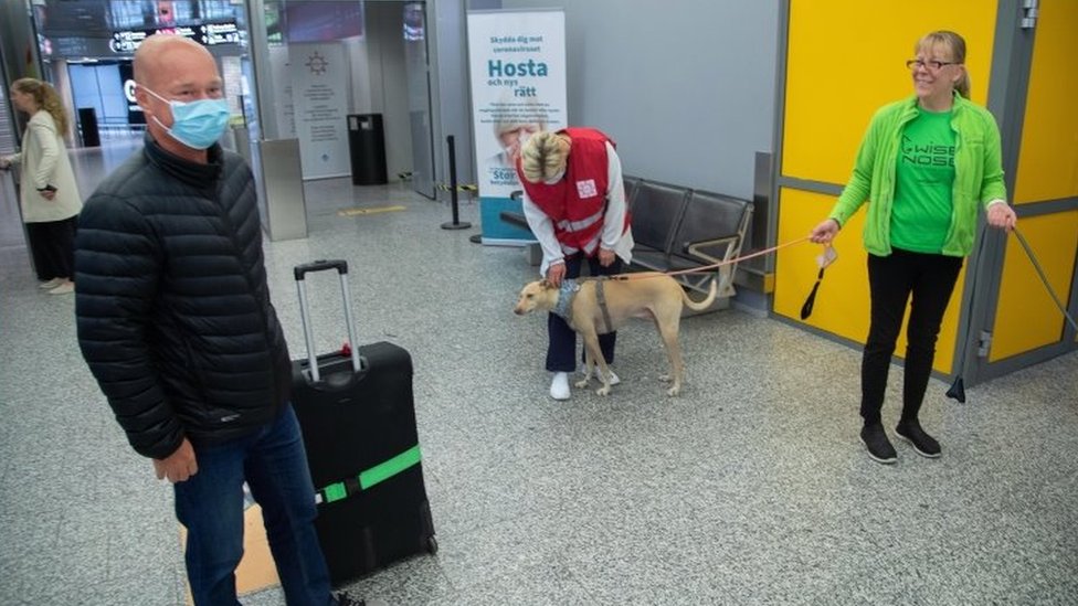 Síntomas de covid-19: cómo los perros pueden detectarlos 5 días antes de que empiecen
