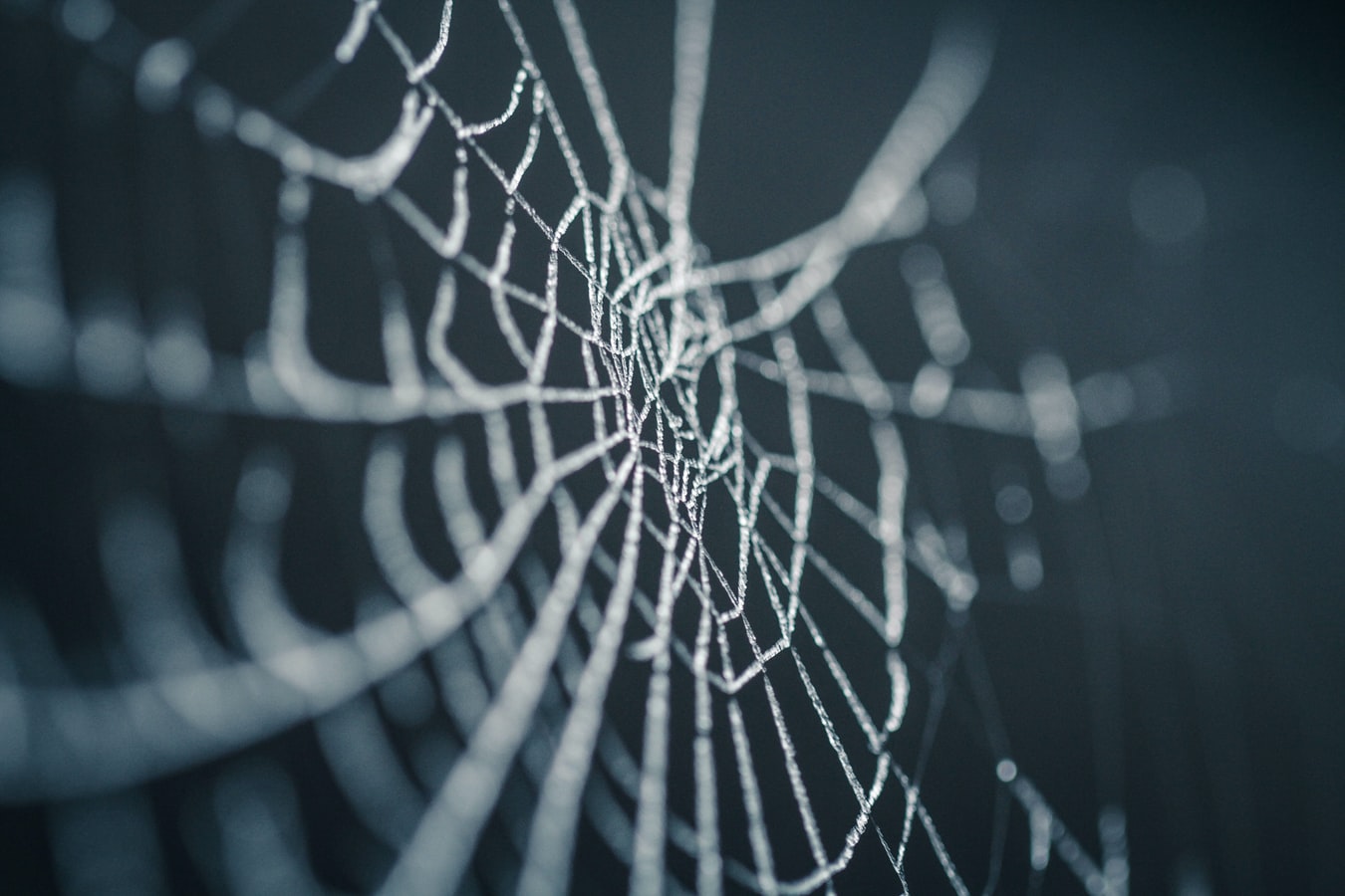 Hallan en Misuri una escalofriante telaraña capaz de “atrapar” a un humano