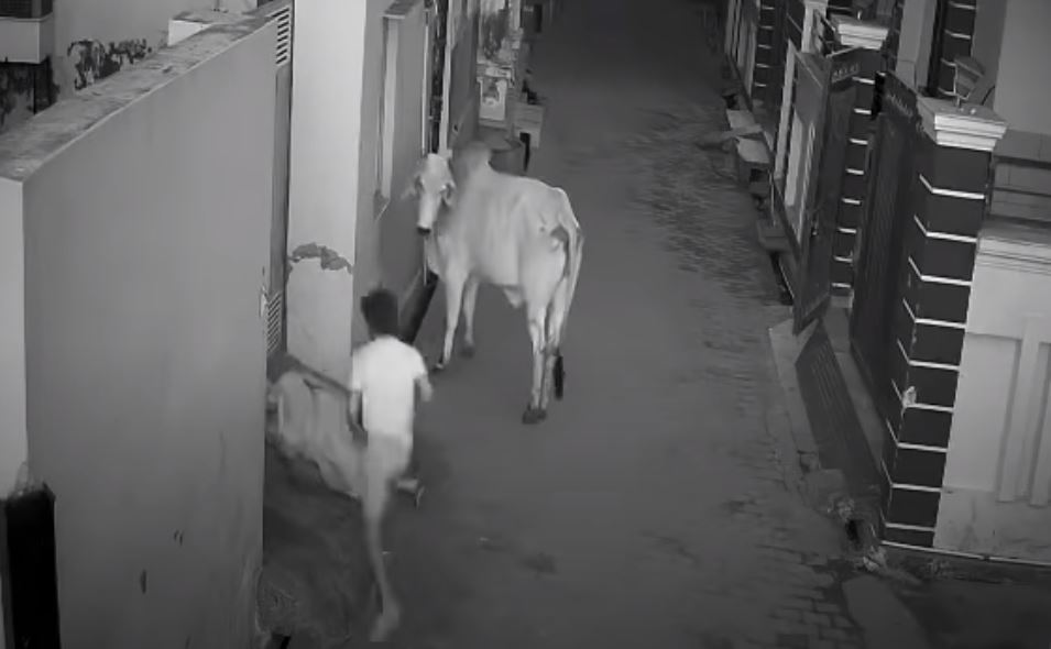 Video: niño le salva la vida a su abuela, que era atacada por un toro en la India