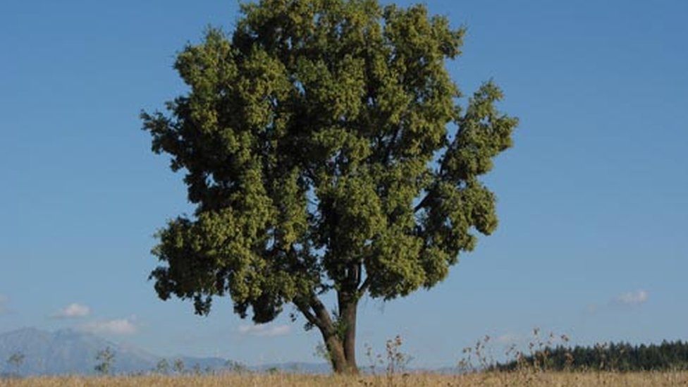 Vacuna contra la covid-19: el árbol mapuche que alberga un ingrediente “clave” para combatir la pandemia