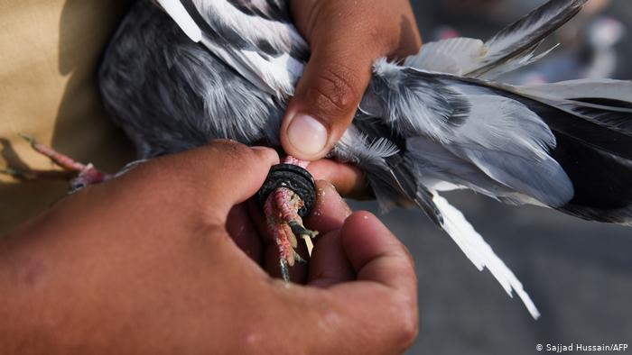 Encuentran mensaje de paloma mensajera 110 años después