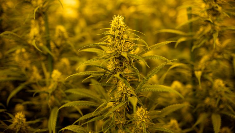 El cultivo, procesamiento y venta de marihuana fue votado en cuatro estados de EE. UU.