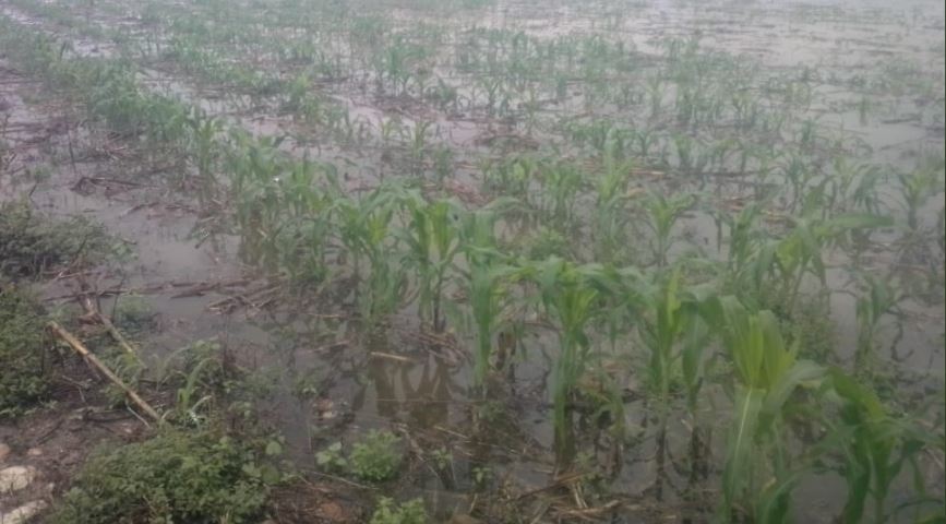 Más de 59 mil familias de 11 departamentos se ven afectadas en sus cultivos por paso de tormenta tropical Eta
