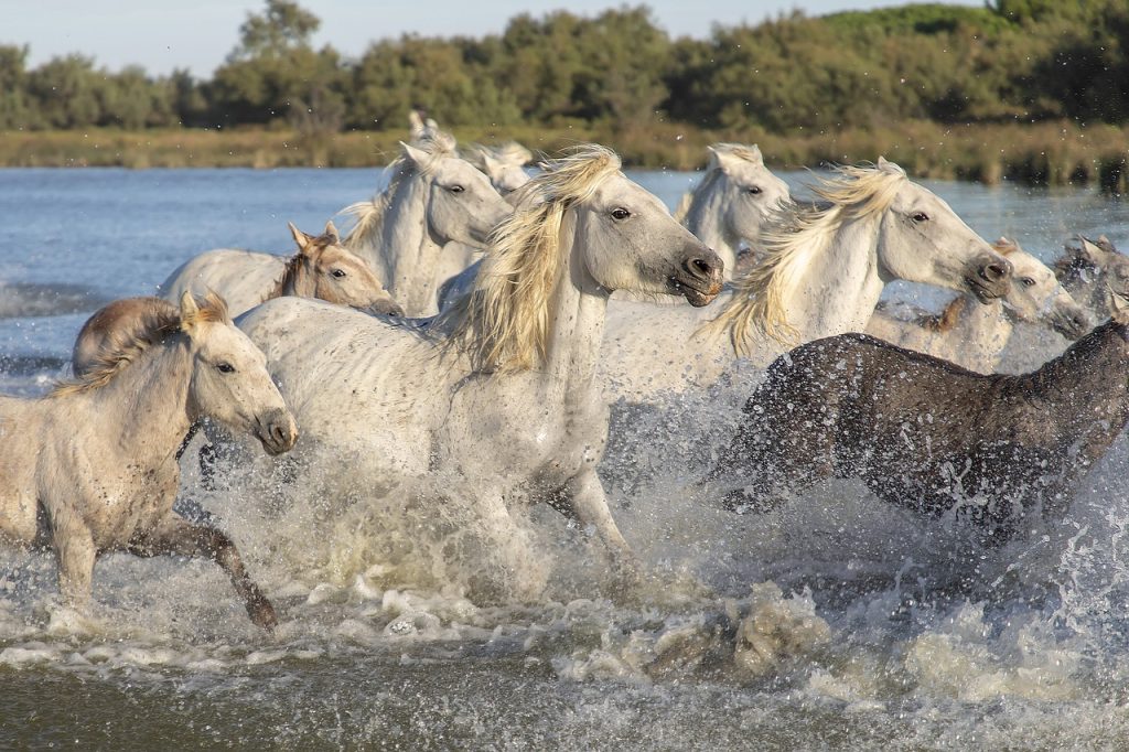 Caballos blancos soltería