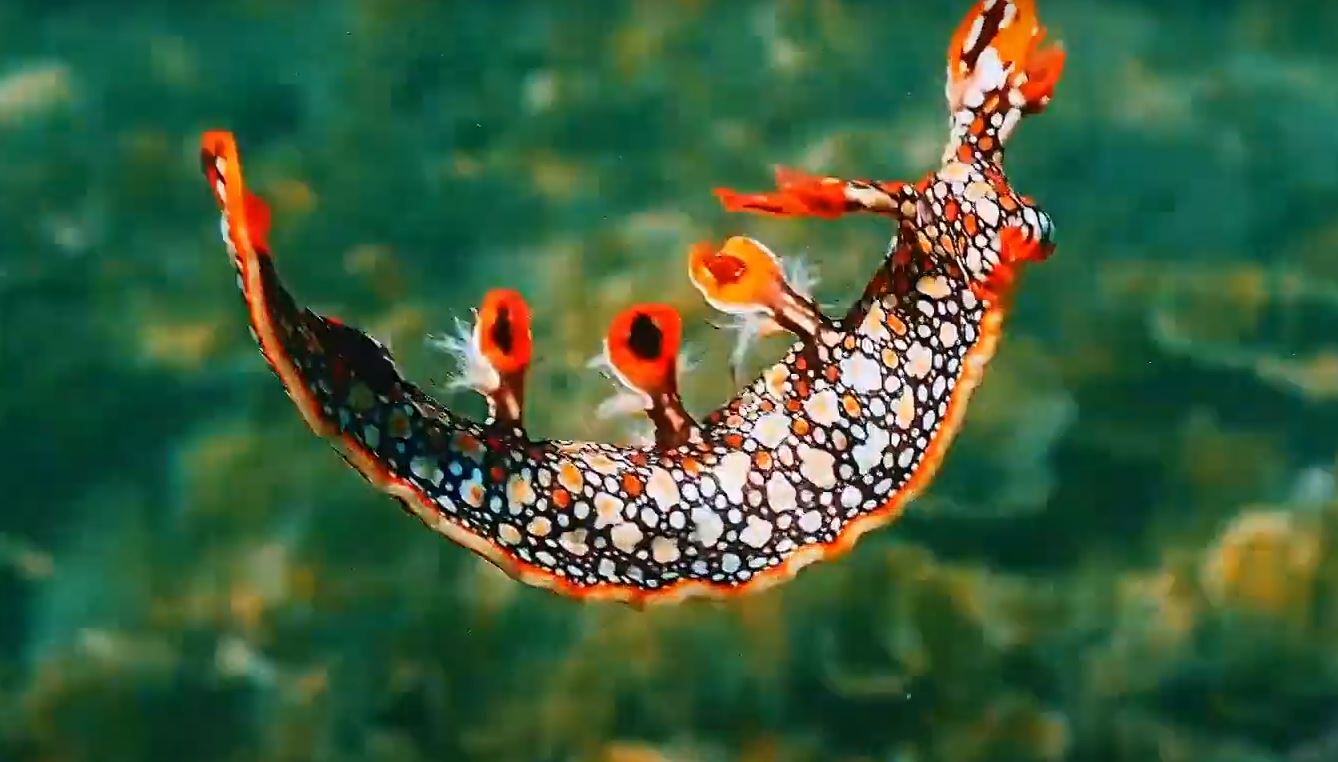 VIDEO: la extraña criatura que parece de “otro planeta” captada en Australia