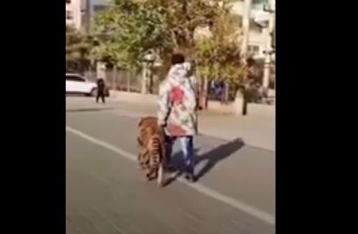 Desconcierto absoluto por un ‘tigre’ que está siendo paseado en plena ciudad en China