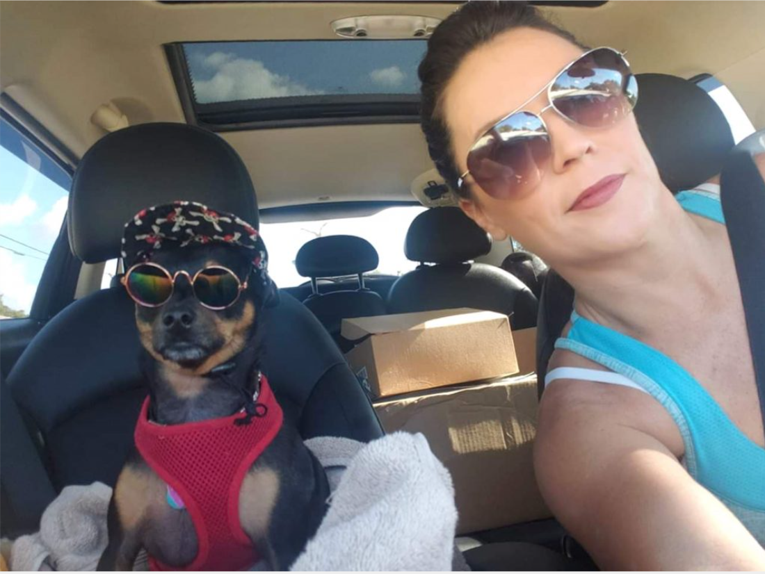 Presley chihuahua