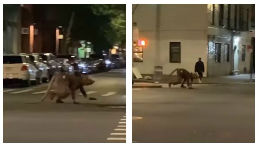 Video muestra el momento que un hombre “rata” cruza las calles de Nueva York