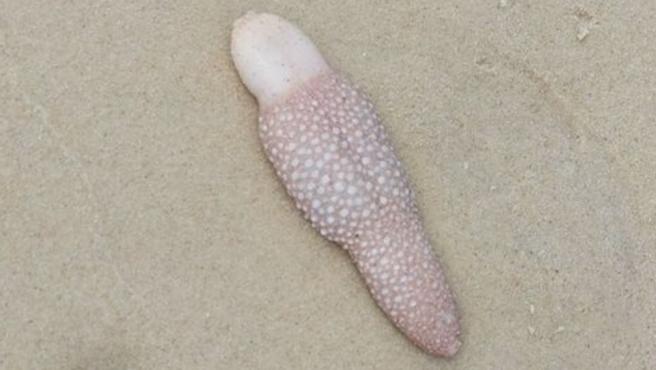 Aparece una extraña criatura con forma de lengua en una playa