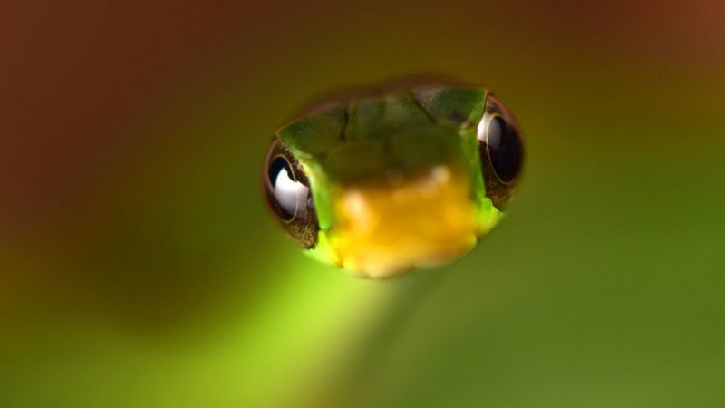 Las increíbles especies descubiertas en un valle escondido de Bolivia