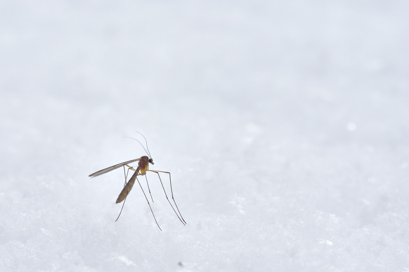 ¿”Invisible” a los mosquitos? Así desarrollan un repelente que podría logarlo