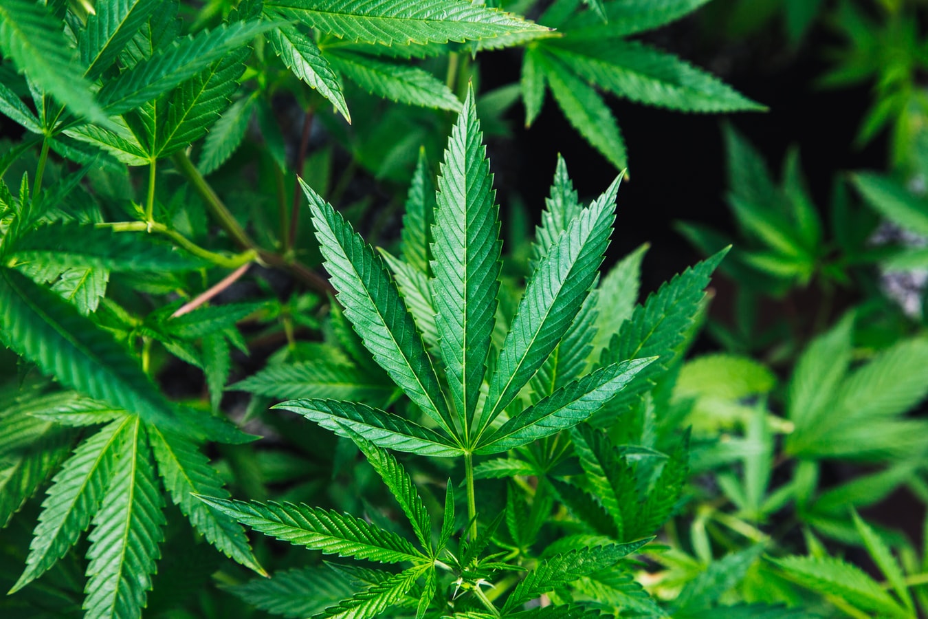 Cannabis: propiedades medicinales son reconocidas oficialmente por la ONU