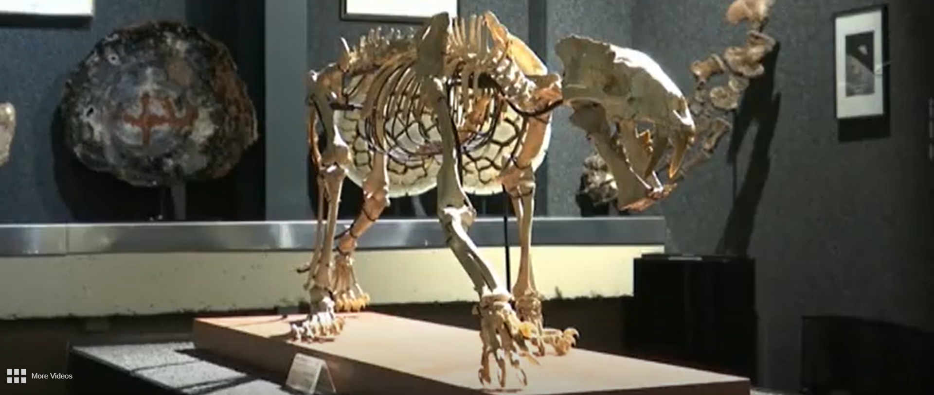 Subastan fósil de esqueleto de tigre con dientes de sable que vivió hace 37 millones de años