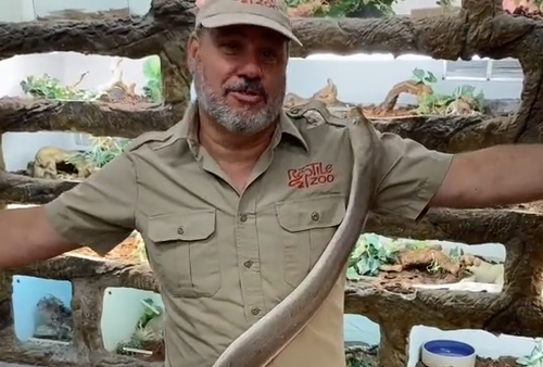 Video: Momento en el que una serpiente gigante ataca a su cuidador