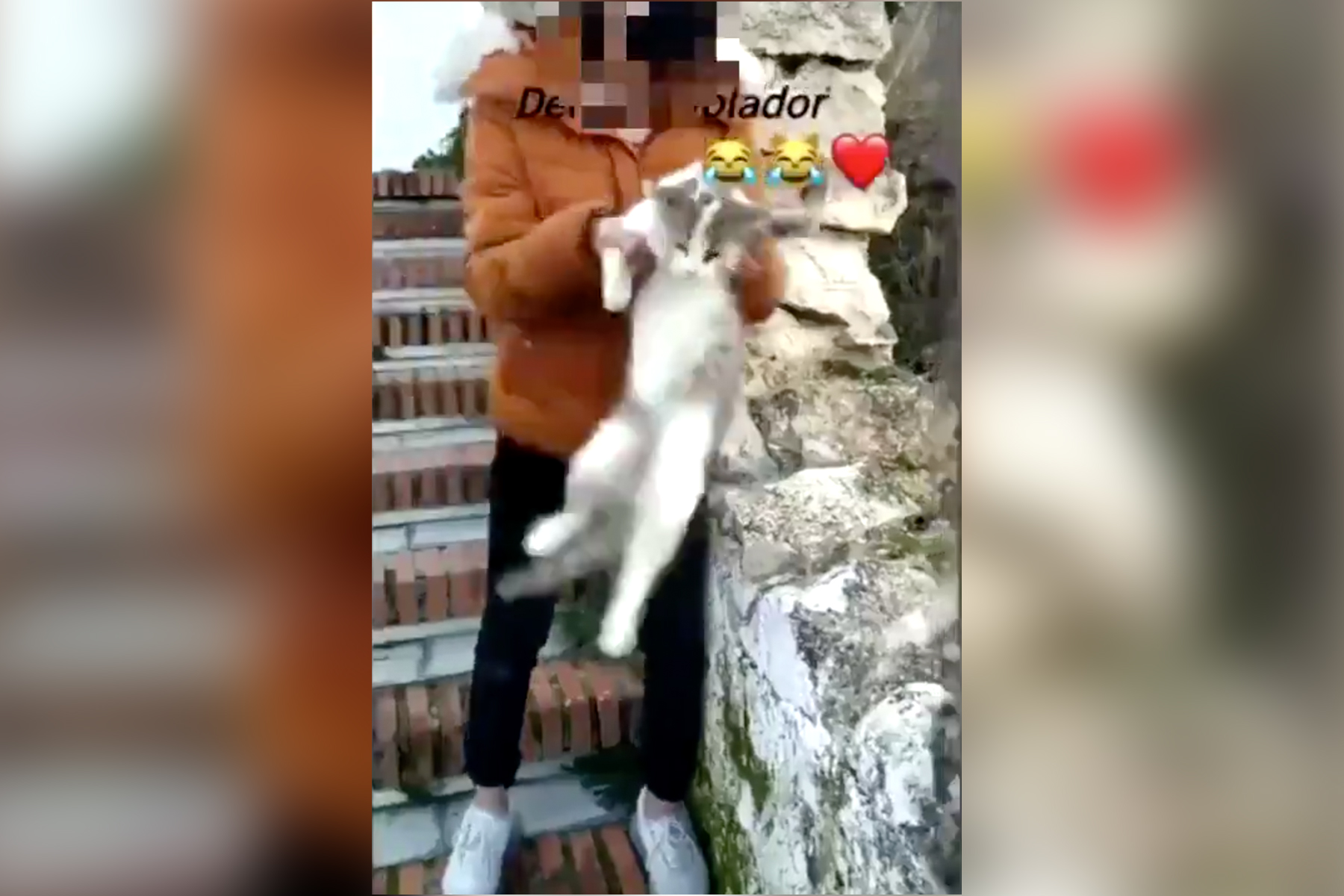 España: joven mujer tira a un gato por los aires al ritmo de «El gato volador» y lo sube a Instagram
