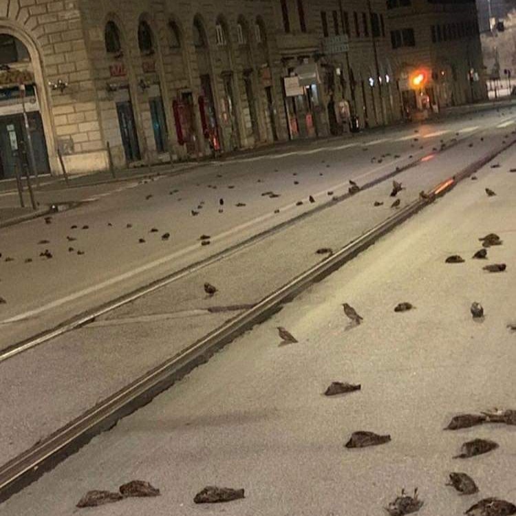Cientos de pájaros muertos aparecen en el centro de Roma por fuegos artificiales