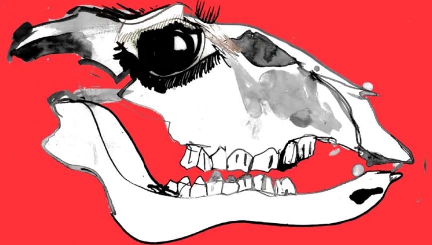 “Sentía que tenía cientos de pares de ojos de animales mirándome”: las duras confesiones de una trabajadora de matadero
