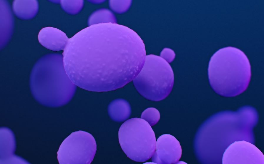 Candida auris: qué es y cómo se transmite