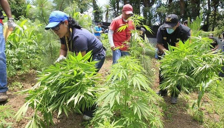 Componente del cannabis ayuda a superar antes el covid-19