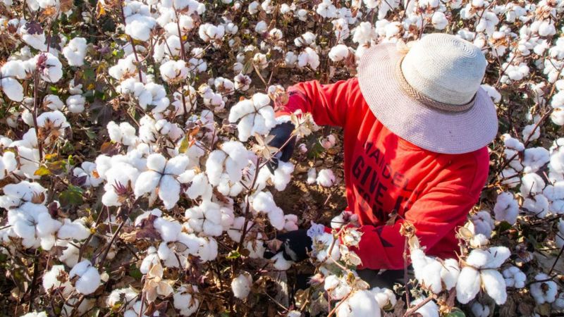 Algodón de Xinjiang: cómo saber si tu ropa está hecha con mano de obra supuestamente esclava en China