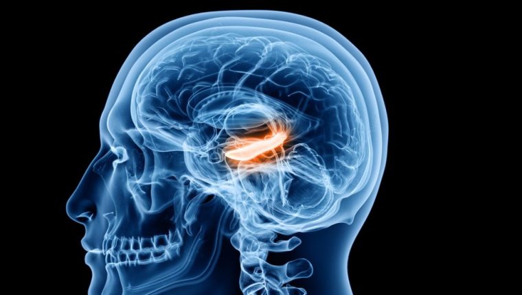 Qué son las “células del tiempo”, la clave para ordenar nuestros recuerdos detectadas por primera vez en humanos