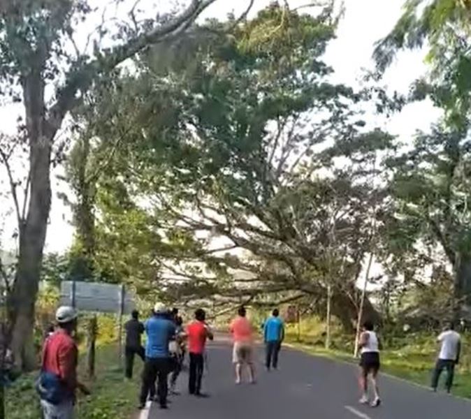 Video: Vecinos derriban un árbol en protesta por falta de energía en Malacatán
