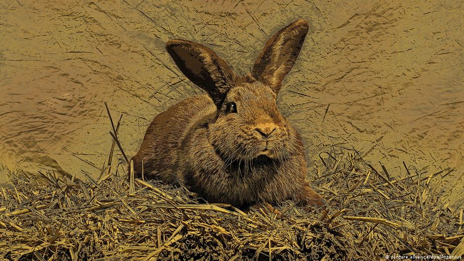 Roban en Inglaterra el “conejo más grande del mundo”