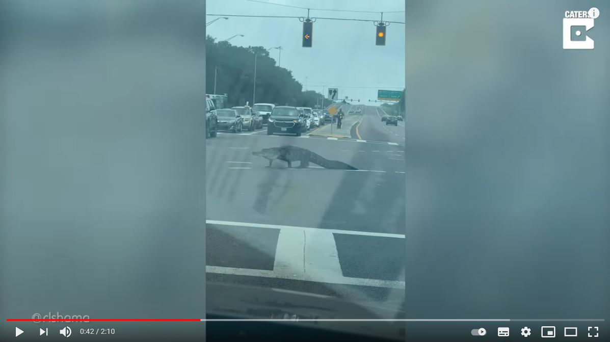 Enorme caimán se pasea en una carretera de Florida y el video se hace viral